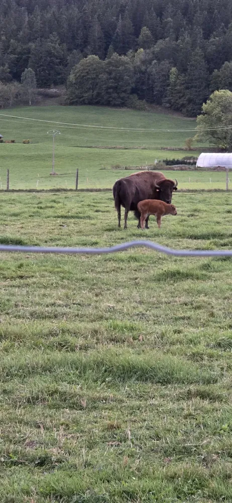 bison et petit bison